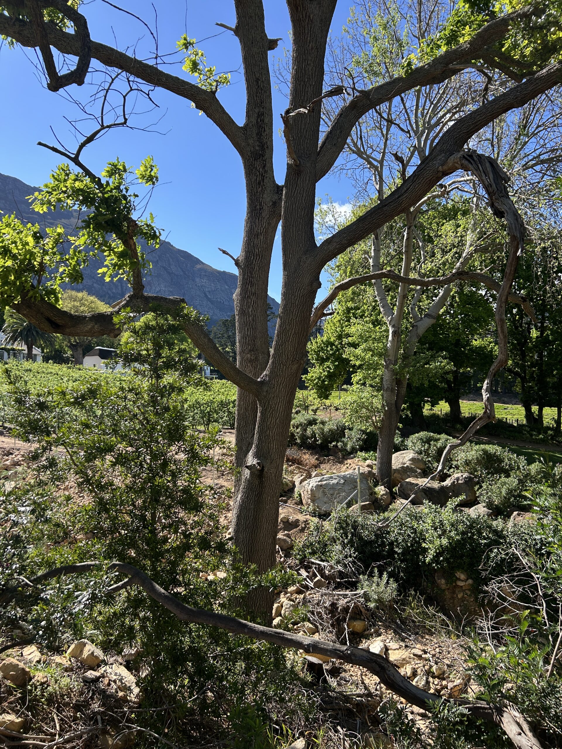 Franschhoek