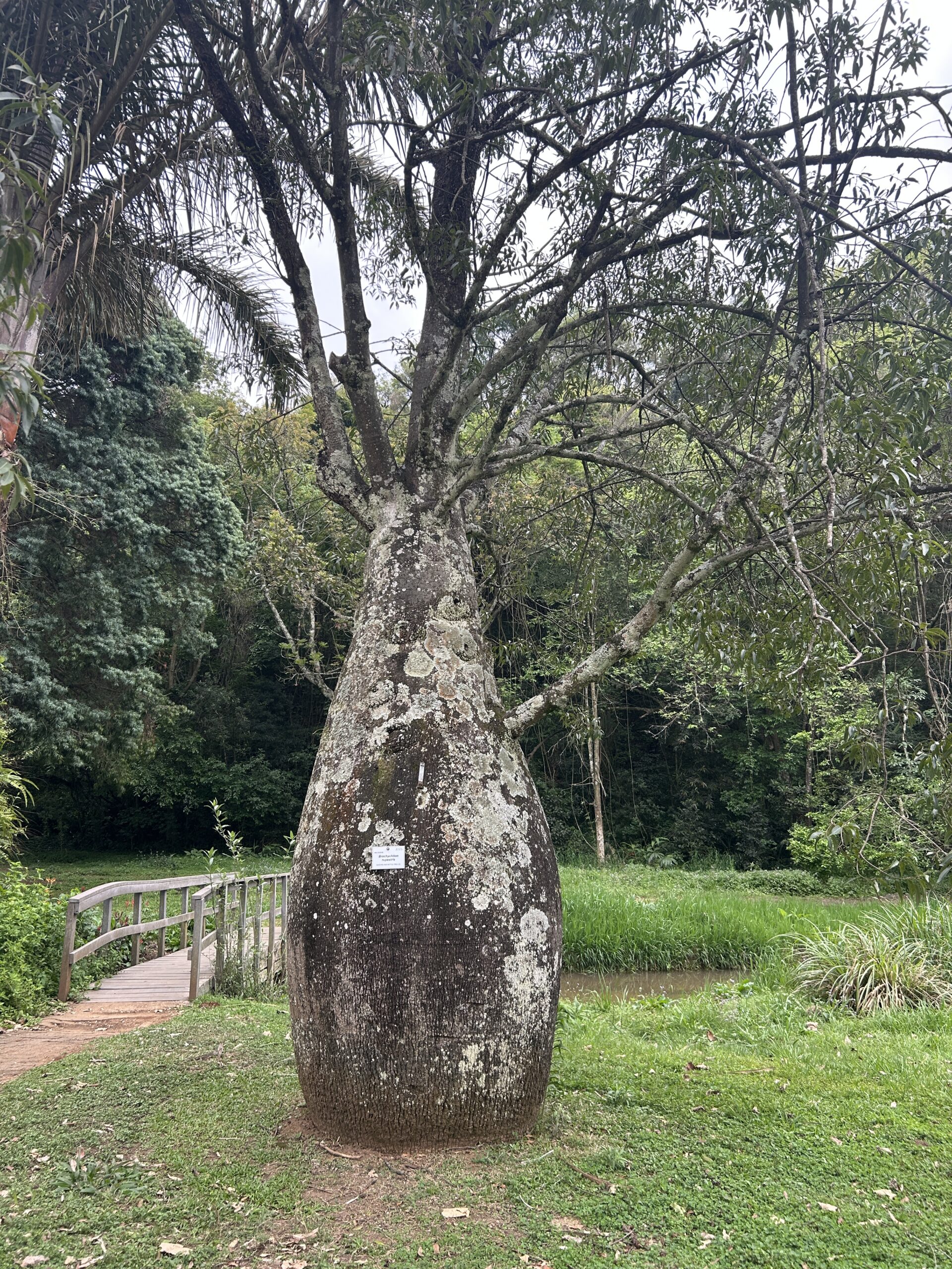 Arbre bouteille
