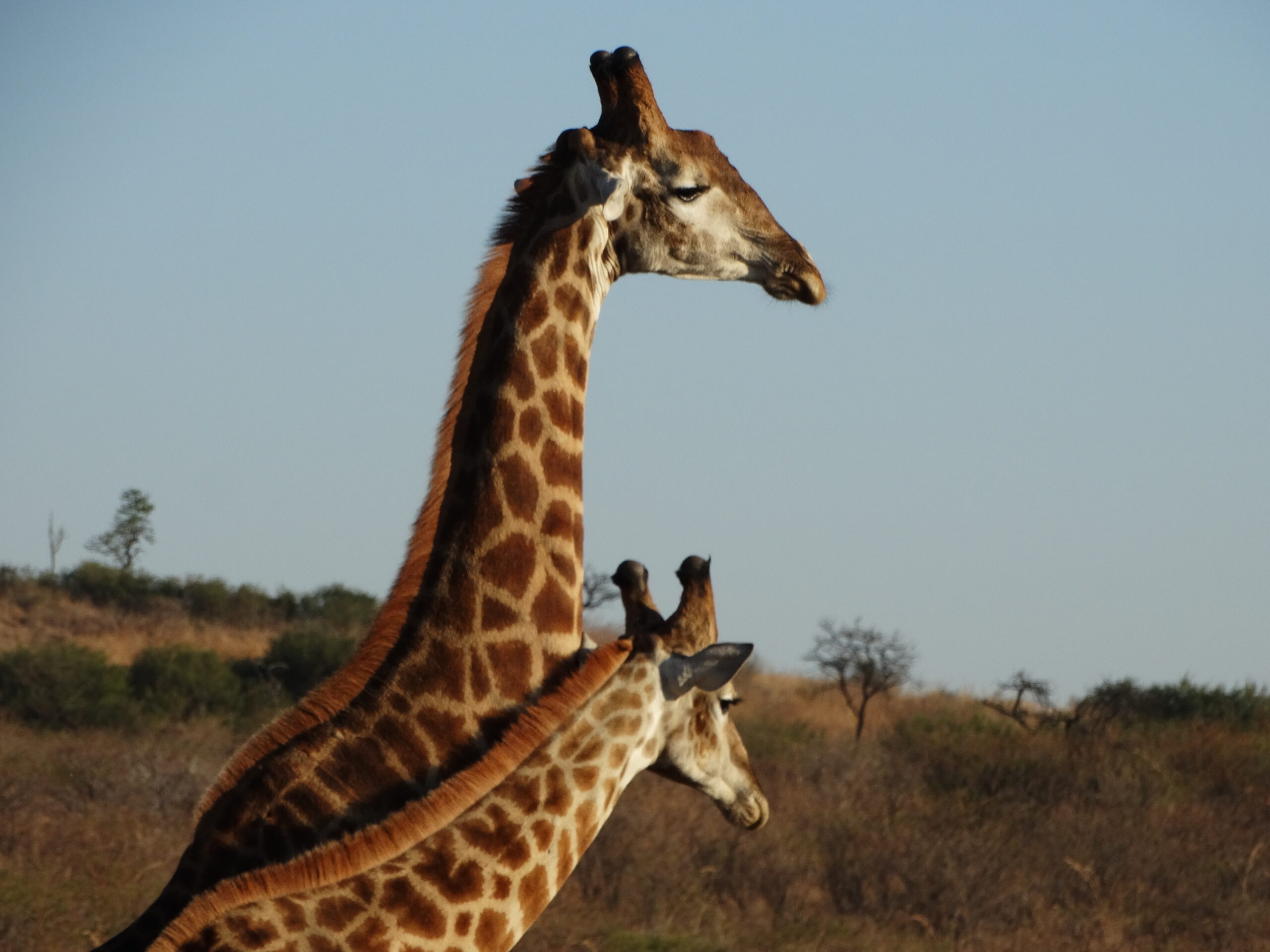 Girafe Nambiti 2022